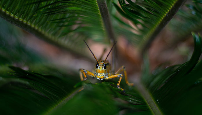 примета сверчок в доме