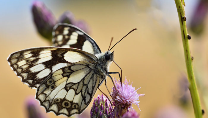 примета бабочка залетела в дом