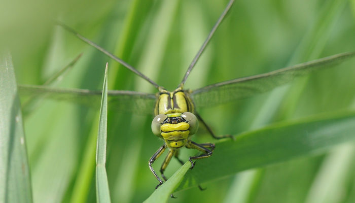 стрекоза залетела в дом примета