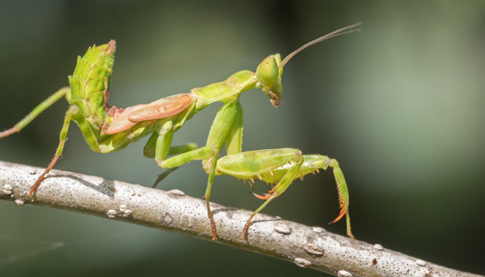 увидеть богомола примета