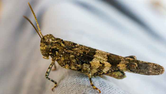 кузнечик в доме приметы