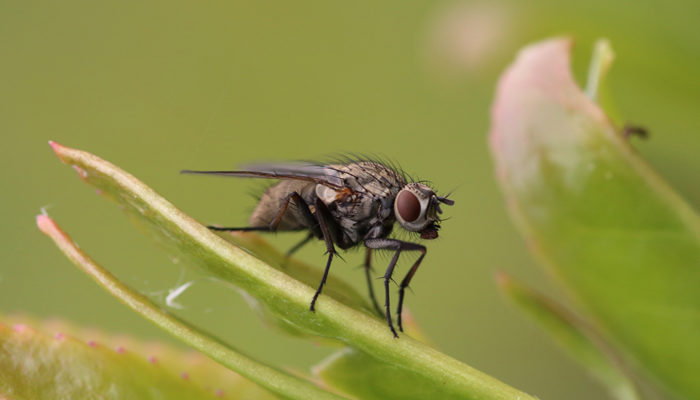 приметы про мух