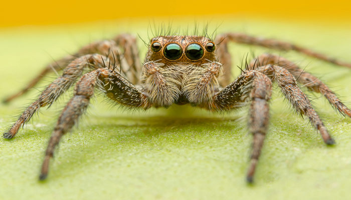 паук приметы