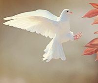 голубь сидит на подоконнике примета