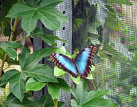 примета бабочка залетела в дом