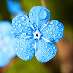 примета если в день свадьбы идет дождь