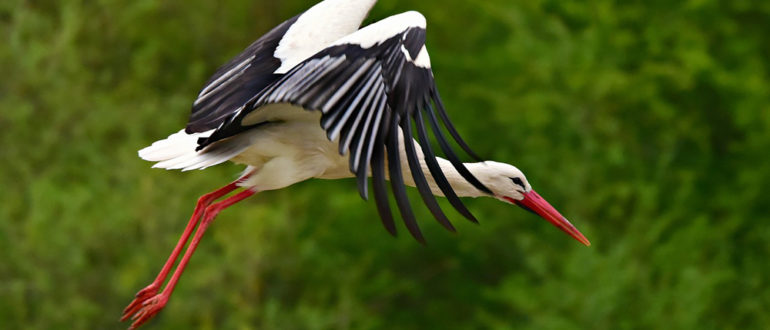примета увидеть аиста