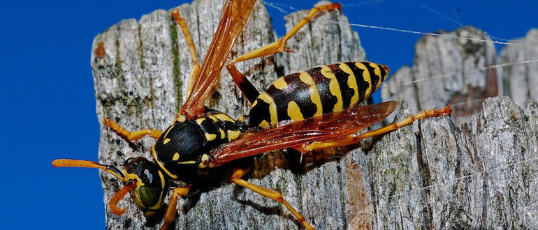 приметы про ос