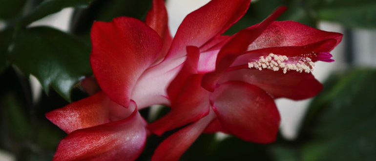 цветок декабрист приметы